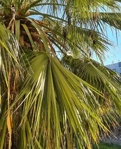 ホテル Atlantik Apart ディディム